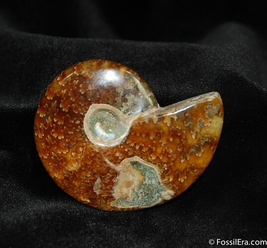 Beautiful Inch Polished Cleoniceras Ammonite #630